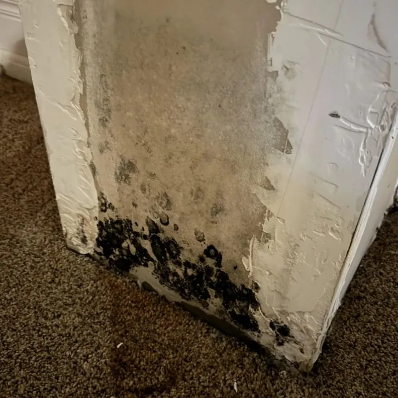 Professional Mold Removal in Pemberton, NJ